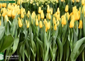 Tulipa Kim de Boer (2)